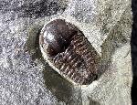 Ellipsocephalus hoffi (SCHLOTHEIM 1823) - Bild © FossNet FossilienStore